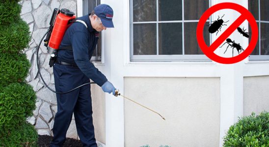 Kangal Fare İlaçlama böcek ilaçlama ve haşere kontrolü — ilaclama-tr.com